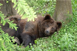 台北動物園棕熊「小喬」腫瘤手術成功 園方曝復原進度