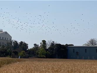 小麥鳥害年年上演 台中大雅產量連年減少3至4成