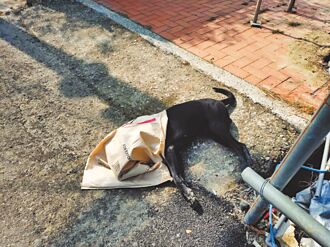 後壁無米樂社區 再傳毛孩遭毒殺