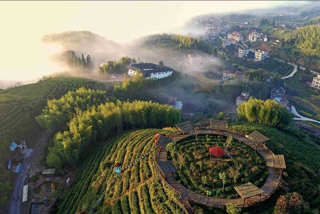 從「東方美人茶」到「大田美人茶」，二十餘載的親密合作及辛勤耕耘，兩岸茶人共同培育出貴雅天成的大田美人茶。（圖片由陳祖昌提供）