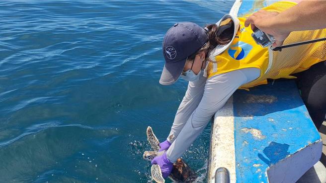 澎湖繼16日世界海龜日野放10隻海龜後，19日又在澎南海域野放6隻綠蠵龜幼龜。（海保署提供／許逸民澎湖傳真）