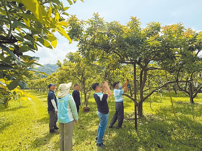 彰化縣政府農業處等單位，會勘彰化酪梨園受損情形。（彰化縣政府提供／葉靜美彰化傳真）