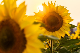 夏至轉運關鍵日！4生肖最強旺 吃對1物能招貴人