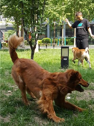 陸首個「寵物」本科專業開始招生  校方：聚焦貓狗馬