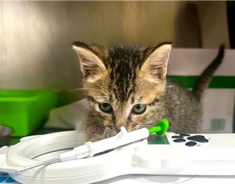 貓奴看過來！高雄2區域推認養專案 限額免費植晶片、打疫苗