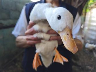 超萌柯爾鴨竟是飛行高手 跳出5樓陽台逃家 迷途遭逮回