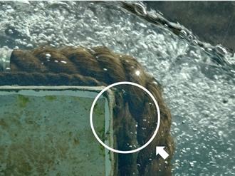 日本禿頭鯊現蹤碧潭堰 新店溪水下奇景曝光