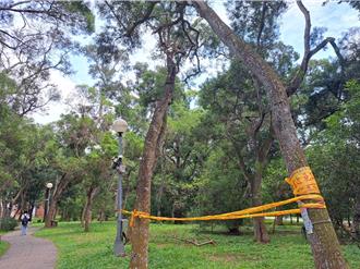 避免憾事重演 東海大學相思林例行檢查 34棵樹況不佳將砍