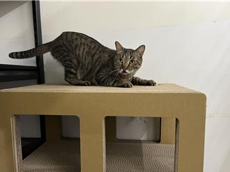 北市動物之家貓舍大改造！移除鐵籠增跳台 打造友善撸貓祕境