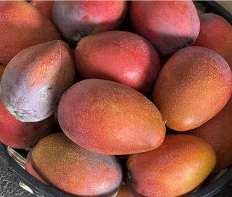 低溫降雨多 台南芒果減產剩4成 外銷量銳減僅330公噸