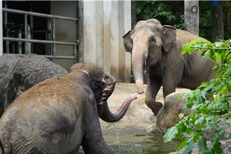台北動物園放暑假！亞洲象玩水做SPA、黑熊泡澡超享受