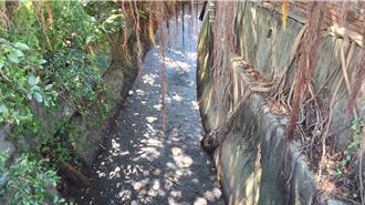 桃園航空城灌溉溝渠遭汙染 疑上游養豬場排泄物惹禍