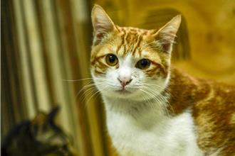 苗栗县7月起放宽规定 室内饲养猫咪可免打狂犬病疫苗