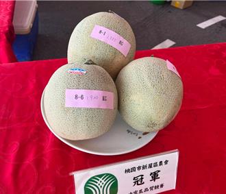 桃園新屋哈蜜瓜節、評鑑賽登場 甜度17度！最甜蜜瓜王出爐