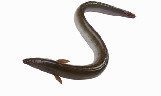 「10萬分之1」珍稀香蕉鰻 大學生憑姓氏成新主人