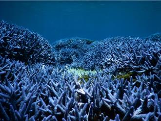 澎湖「薰衣草森林」美景消失 軸孔珊瑚大面積不明死亡