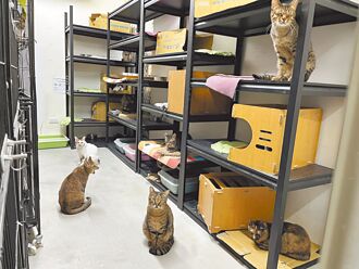 動物之家中繼園區 空間大改善