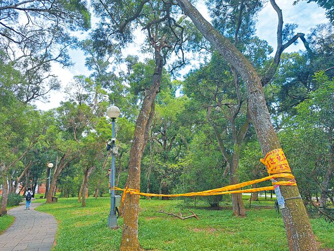 东海大学相思林34棵校树树况不佳将移除。（温予菱摄）