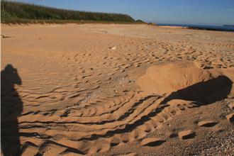 海龜媽媽現身澎湖望安產卵 遊客驚喜直擊