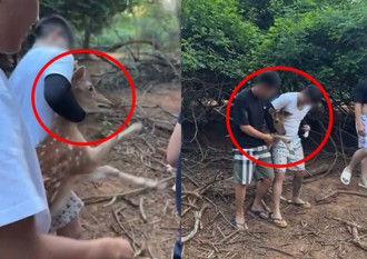 野生斑比慘遭89猴狂虐　「強抓勒頸」只為拍照留念