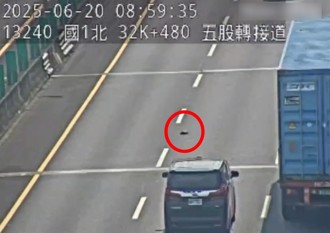 疑遭棄養國道上！ 烏龜橫越三車道 驚險畫面曝