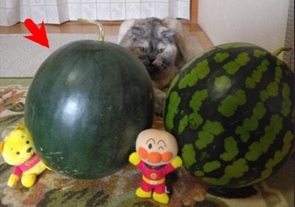 一年僅產百顆！ 北海道「黑西瓜」首拍高達14.4萬元