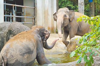 台北 消消暑 動物園寶貝戲水涼一夏