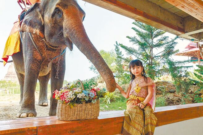 雄狮旅游推泰国景点「大象主题咖啡厅」打卡，「特选曼曼爱象泰国5日」每人只要1万4999元起。（Ayothaya cafe提供）