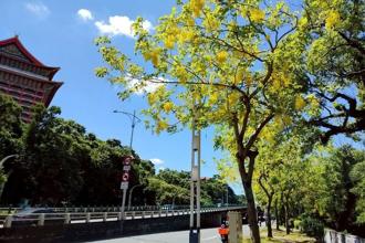 畢業季的燦爛禮讚！北市街頭盛開阿勃勒熱情喝采