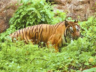 壽山動物園超狂暑假！12歲童免費玩 新動物明星7月亮相