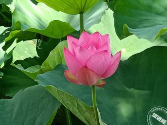 賞蓮秘境──金山六三農再社區、清水農地 「蓮」帶來個農遊體驗