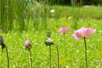 大漢溪夏日風情 荷花綻放濕地限定美景登場