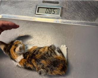 台南12隻未斷奶浪貓被抓紮棄置 議員痛批為搶績效虐殺