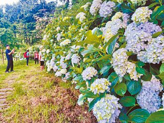 大梨山繡球花開 直徑30公分比臉大