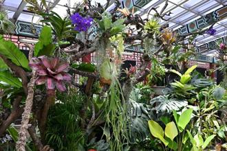 士林官邸雨林植物展 欣賞熱帶生態之美