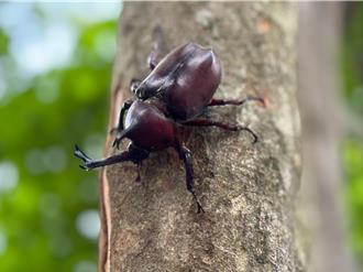 獨角仙霸氣現身！高雄泥火山夏季生態秀「美得冒泡」開場