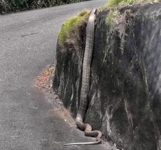 2米巨蛇現蹤五股公墓 動保處籲「外出5要」平安度過