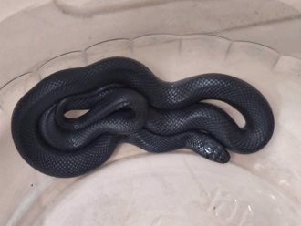 黑嚕嚕「黑王蛇」現身鹿港！27日開放認養