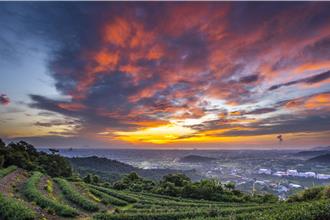 冬山紅茶7月開跑！買茶送大獎 電動自行車、Dyson等你抽