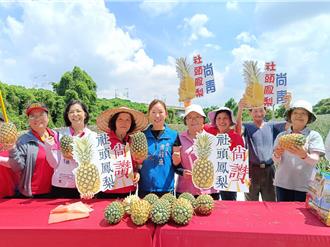 彰化山腳鳳梨遲到登場！產量減半 現在品嚐正是時候