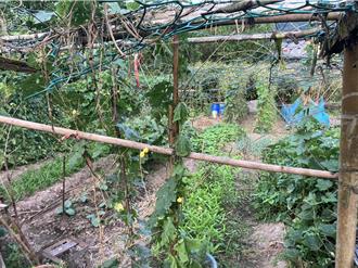 平溪老婦耕作突遭蜂群攻擊　休克送醫急救暫恢復心跳