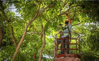 新北「树倒伤人」引忧！市府曝「监测计画」将上路