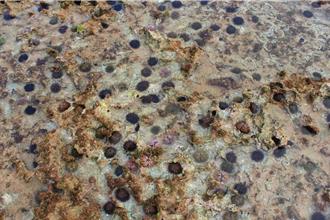 小琉球潮間帶海膽危及珊瑚礁生態 屏東縣府大規模移除