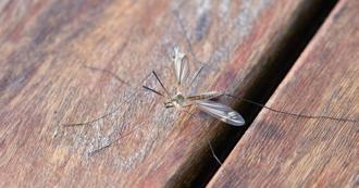 拯救本土鸟种！夏威夷科学家用无人机释放「1生物」抗疟疾