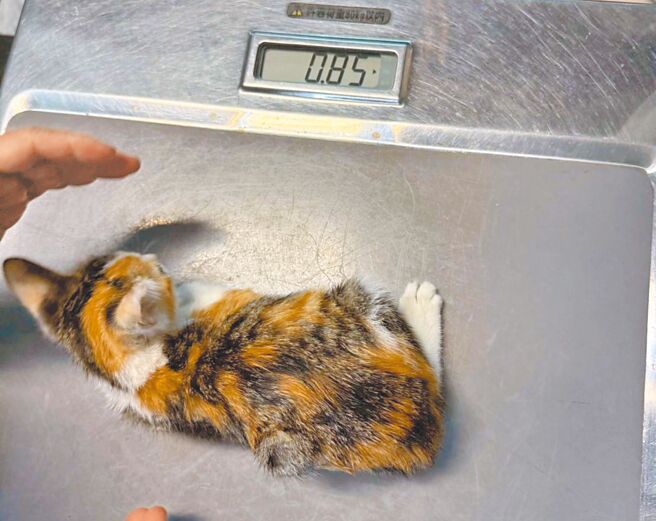 台南市永康区近期有动保团体抓扎12只小奶猫后放回，导致死的死、病的病，市议员吴禹寰23日抨击根本是「变相扑杀」。（吴禹寰提供／洪荣志台南传真）