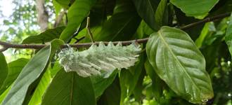 花樹銀行現罕見生態奇景！信義房屋牽線保種 皇蛾幼蟲共生瀕危植物