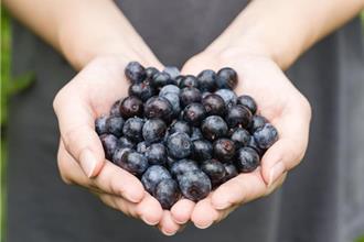 苗栗藍莓進軍大巨蛋！職棒明星賽秀創新爆款