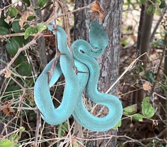 超稀有「Tiffany藍蛇」繞樹上 一票人見照片讚：太美了