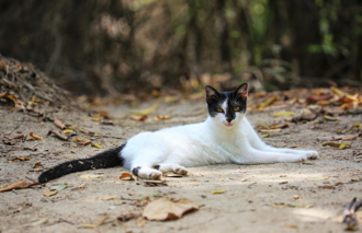 公園浪貓碗盆被清除！台南愛媽怒告里長竊盜：為啥台北可以？