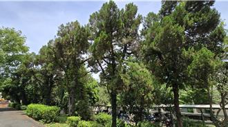 寒害＋赤星病夹击！台中梨大减产 梨农盼市府做1事